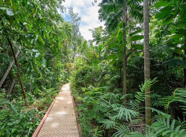 Shot of the Botanical Gardens in Darwin