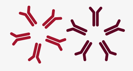 illustration of two antigens