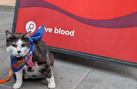 Image of a cat blood donor with a SASH bandana in front of a give blood sign