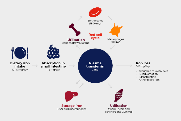 infographic of plasma transferrin