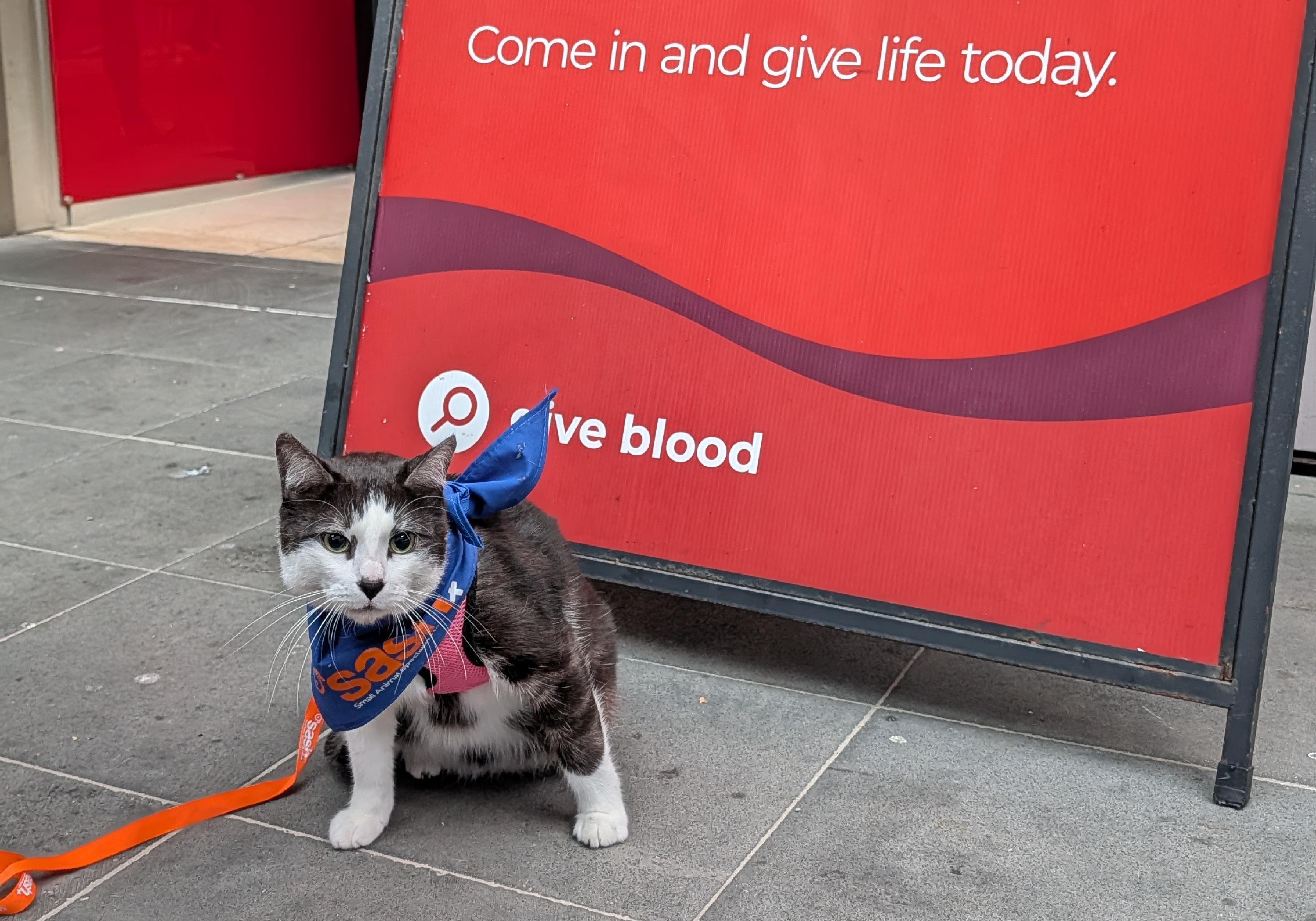 image of Billie the cat blood donor in front of a give blood sign