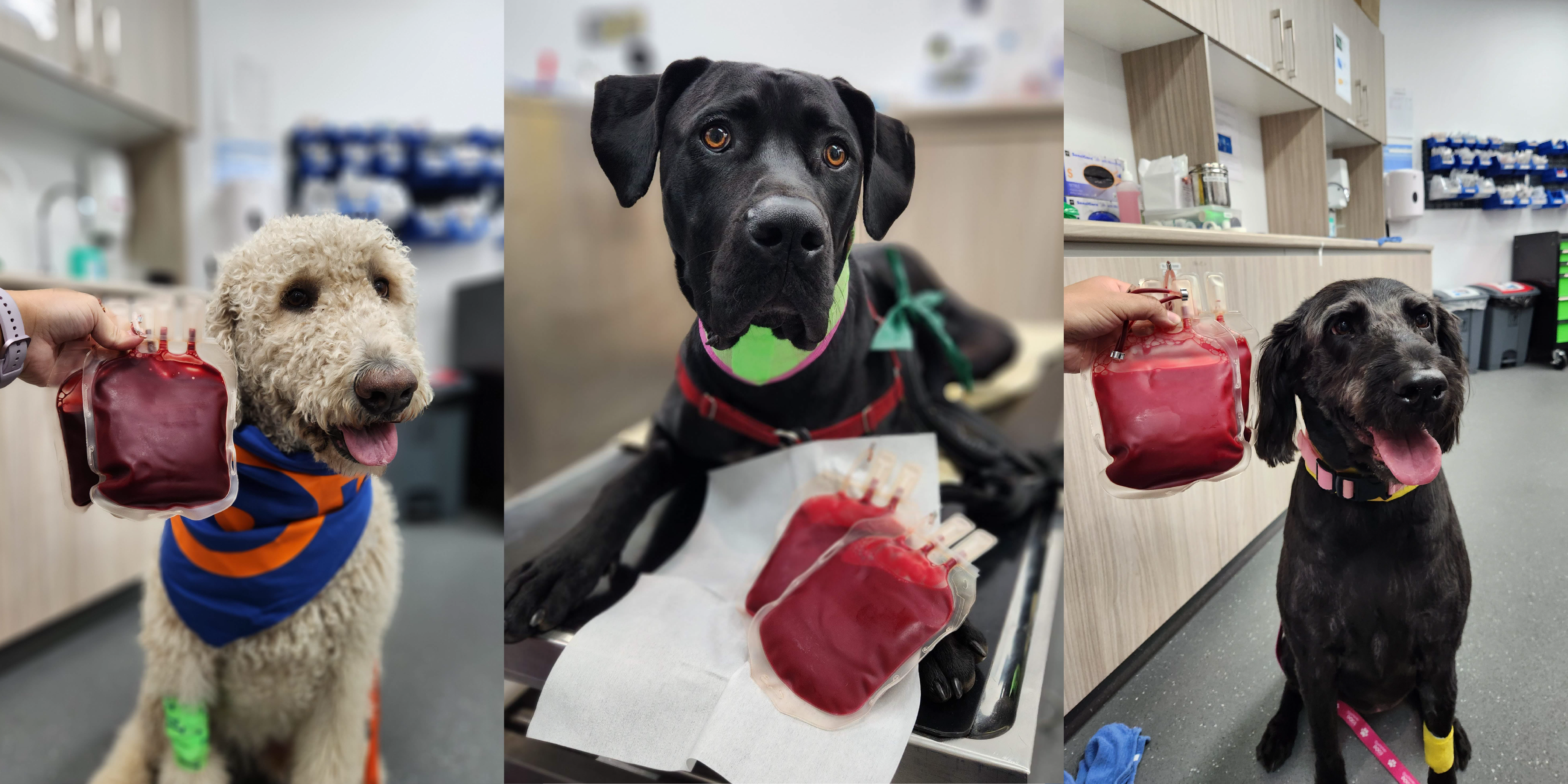 Images of three dog blood donors