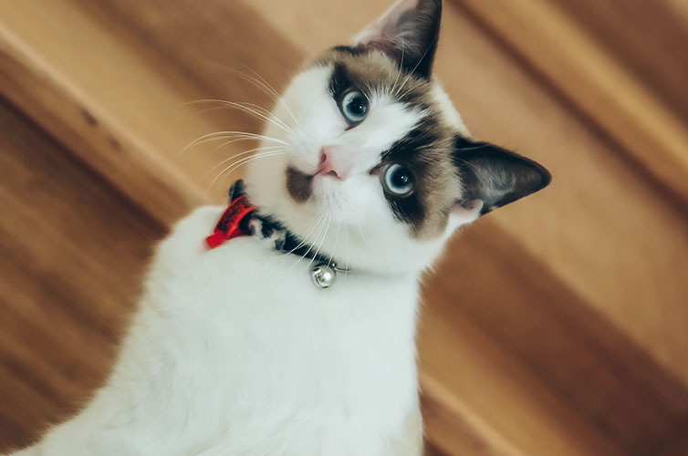 a white cat with brown fur on its face and light blue eyes