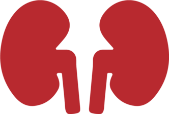 Dark red illustration of kidneys