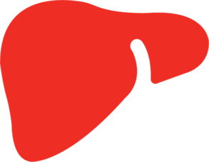 Red illustration of a liver