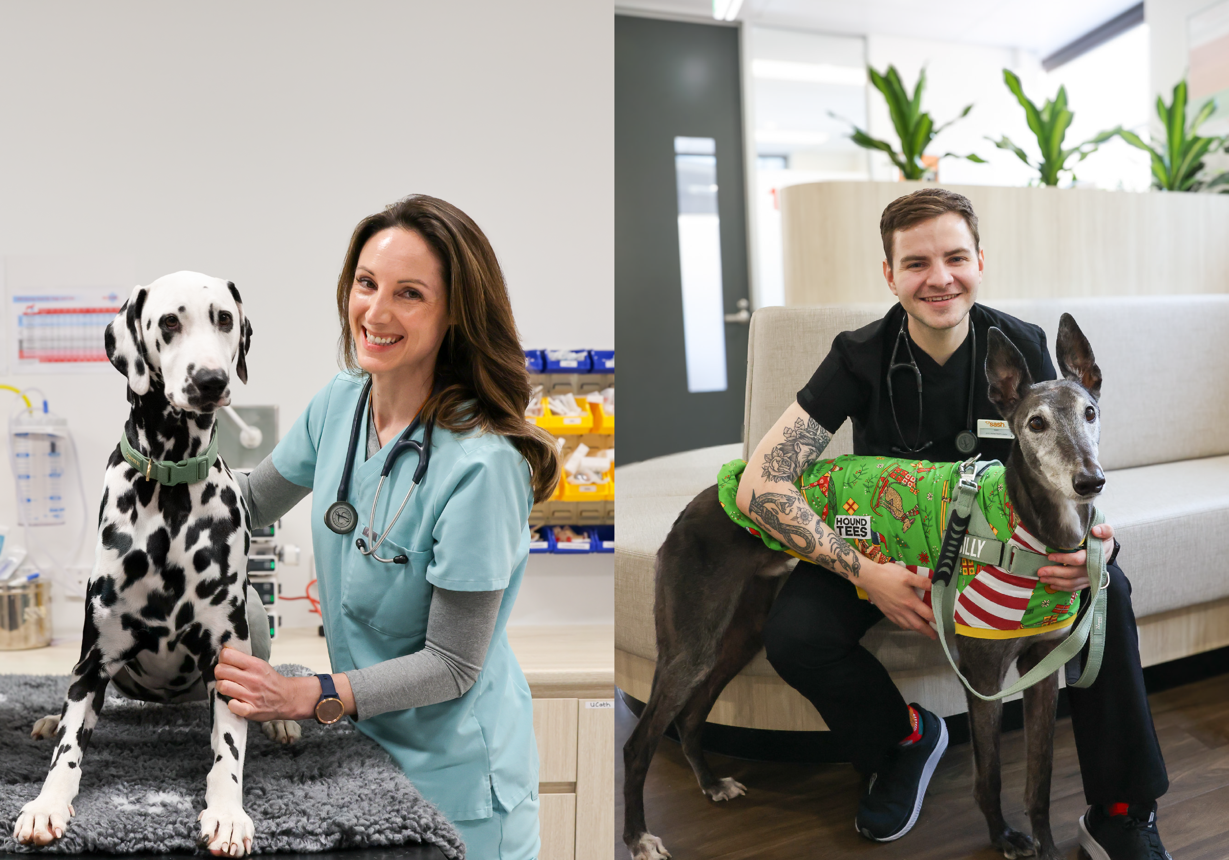 image of two dog blood donors and SASH vets
