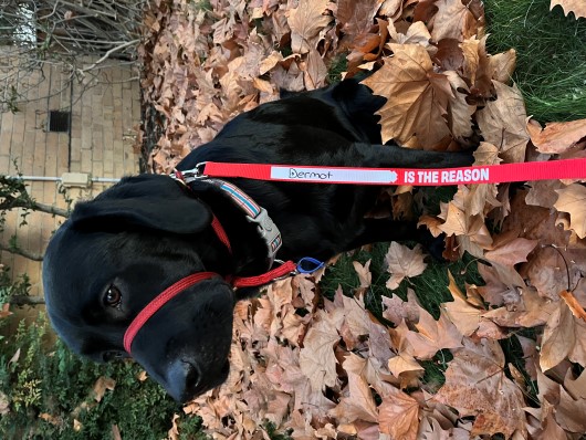a black labrador wearing the Lifeblood branded leash