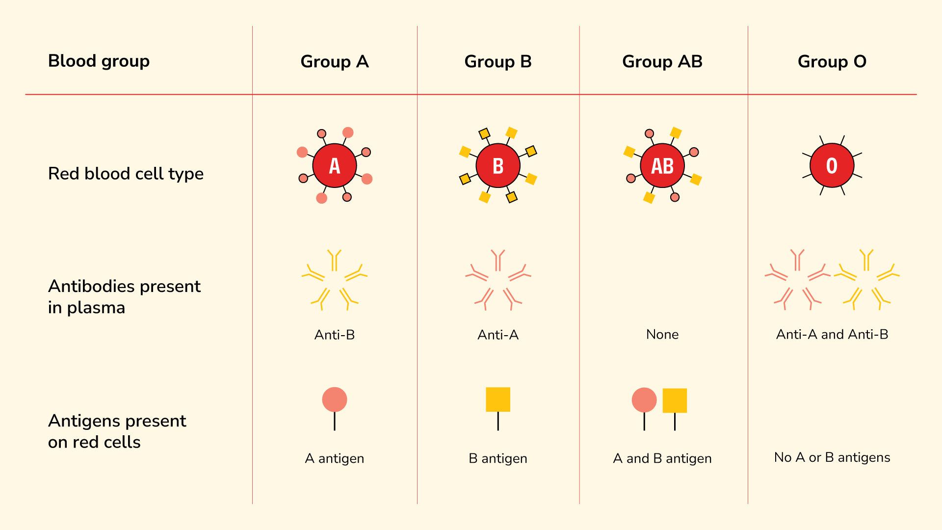 ABO blood group antigens and antibodies