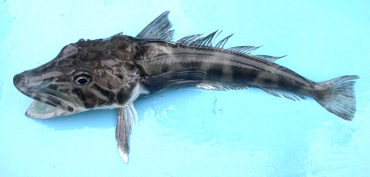 the antarctic ice fish