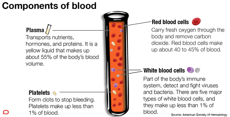 infographic of the components of blood: plasma, red blood cells, platelets and white blood cells