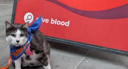 Image of a cat blood donor with a SASH bandana in front of a give blood sign