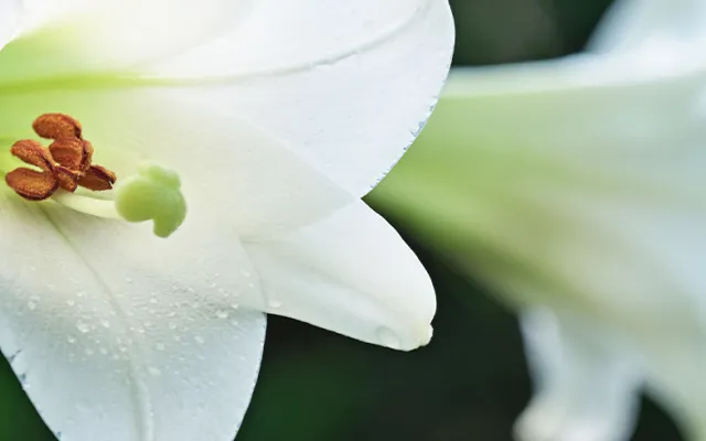 Image of a lily flower