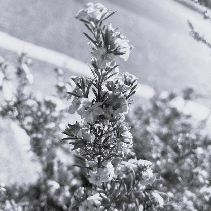 Photo of flowers
