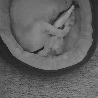 cat curled up in a bed holding a toy fish