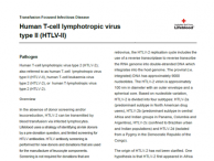 Human T-cell lymphotropic virus type 2 (HTLV-2) fact sheet image