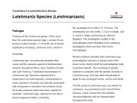 Leishmania Species Leishmaniasis thumbnail
