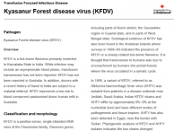 Kyasanur Forest disease virus (KFDV)