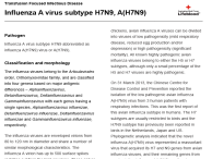 Influenza A virus subtype H7N9, A(H7N9) thumbnail image