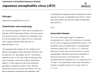 Japanese encephalitis virus factsheet thumbnail