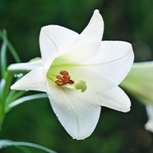 picture of a lily flower